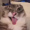barobratikkkk1