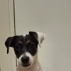 shdidneo1