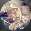 alayah987