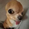 hocnguthemcuto