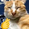 ng_phunanh