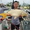 nhẽ tập câu