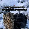 khan.naveed18