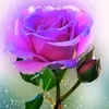 mohamedbilal7880