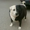 Pepitocomexd