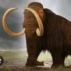 mamut9824