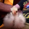 feather.haven.far