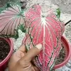 umiliyah40