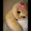 kyu.sa3