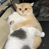 this_alf