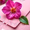 bdjxid1