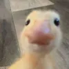 elisa.castro537