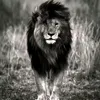 abdididar_13