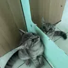 yynsptri_