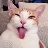 rraa_4uuu