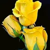 user6750150456517