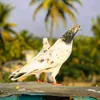 pigeon.lanka