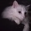 a_yaitsa_chlenitsa200