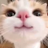 tl_kum