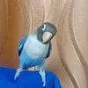cookiethelovebird7
