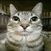 zaura.ck
