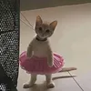sarimie111415