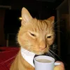 gatinhox20