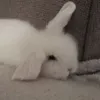 wotyapqe
