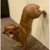 Lizzygirl