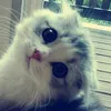 milza_kjkj