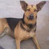 ynovoyallorarcuandotevea