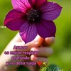 adonay2978