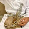 omani_174