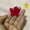 labipolar3