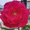 riami01722