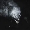 lycan2351