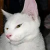aubreyandavidagoat10000