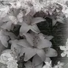 mew_el.ajolote