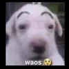 kaio....9