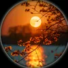 fatema.islam6623