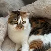 FairyPet