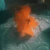 mahabubmiah90