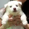 luna_123lindinha