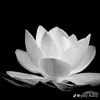 linh.an3078