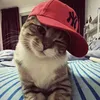 pikasbysltan