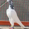 tanvir3742
