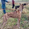 heavlimajokahuntingclub1