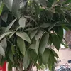 dheqoh_