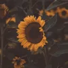 hans_kloss6