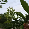 Akash